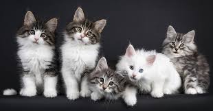 Cats: Breeds, Origins, History, and Physical Characteristics