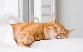 6 Reasons Why Cats Spend So Much Time Sleeping