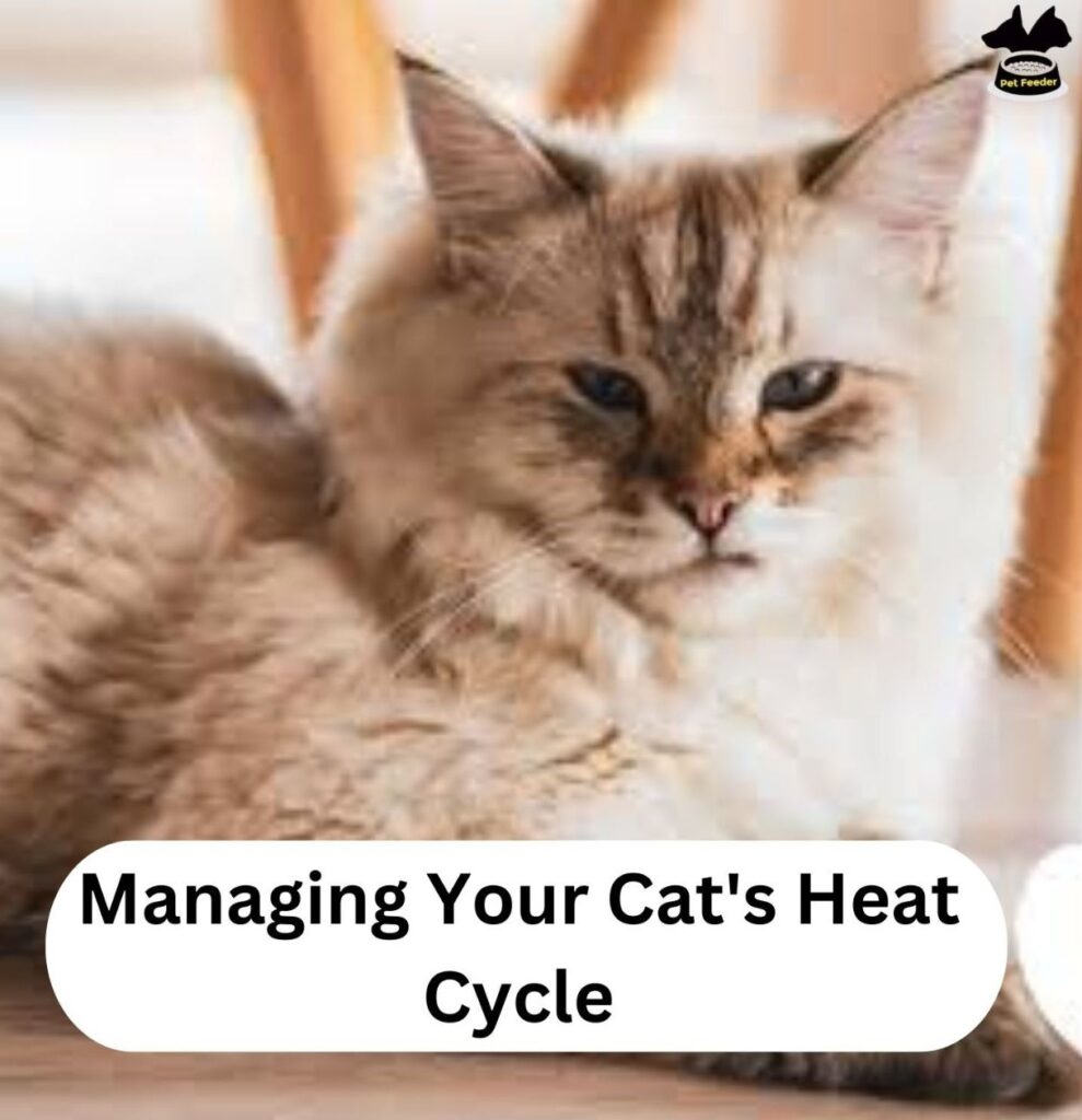 Managing Your Cat's Heat Cycle