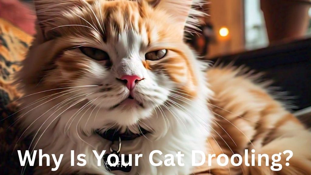 Your Cat Drooling