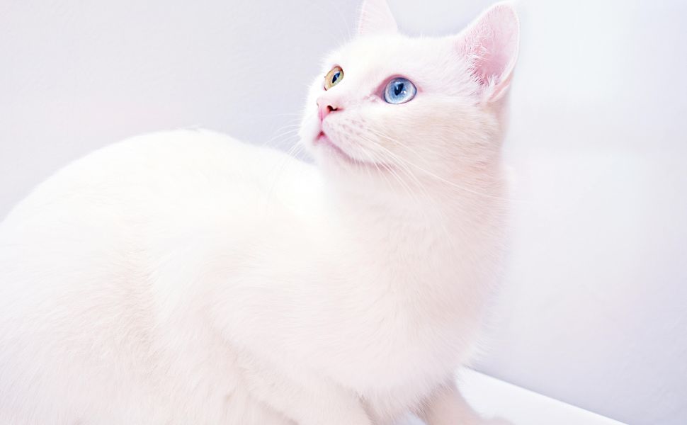 American Cat Breeds with Price