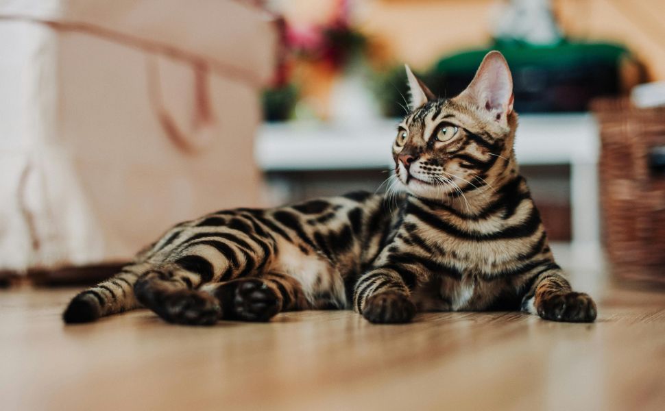 American Cat Breeds with Price