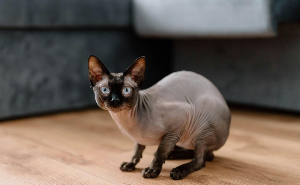 American Cat Breeds with Price