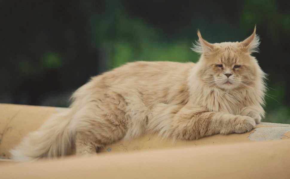 American Cat Breeds with Price