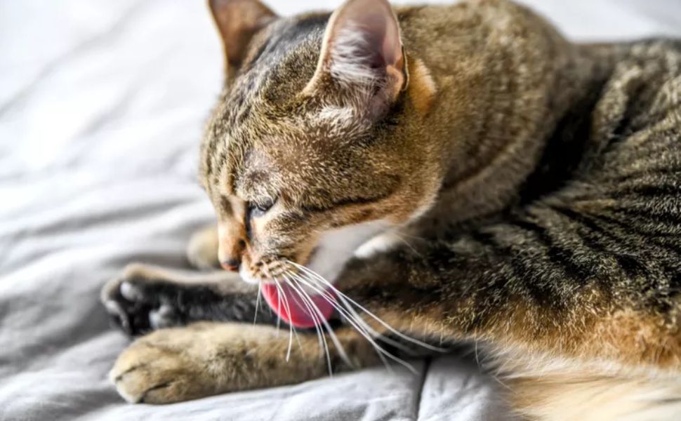 Cat Overgrooming: Causes and Solutions to Help Your Feline Friend