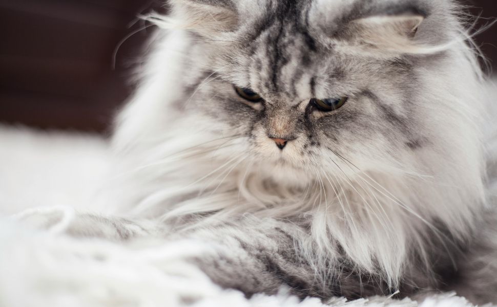 Top 20 Secrets to Keep Your Cat’s Hair Silky and Smooth