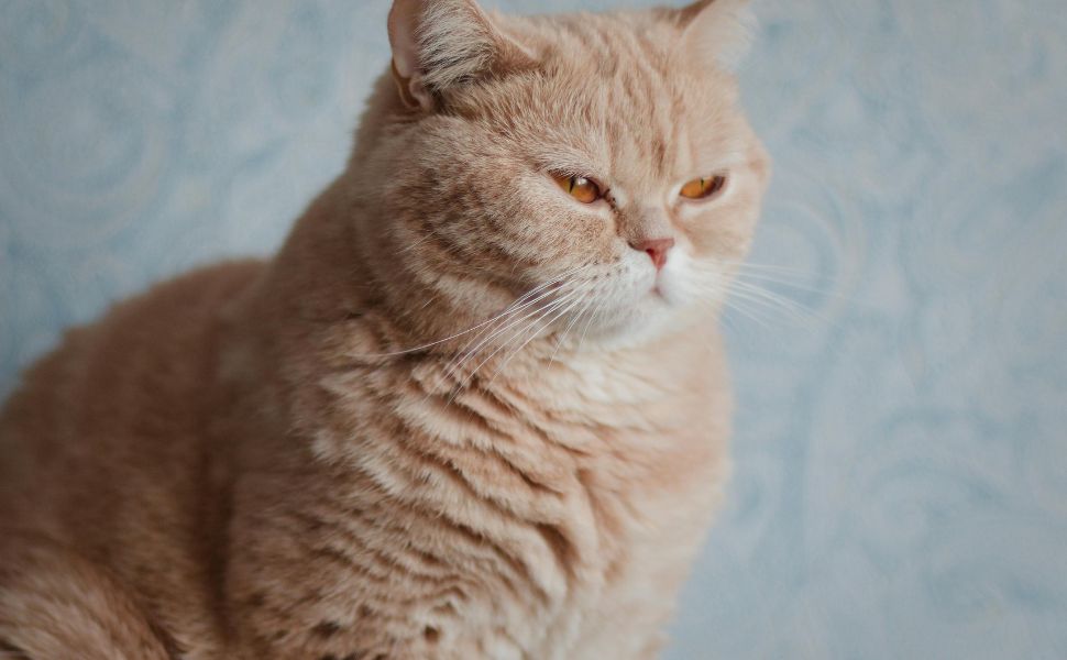 Expensive Cat Breeds: A World of Luxury and Elegance