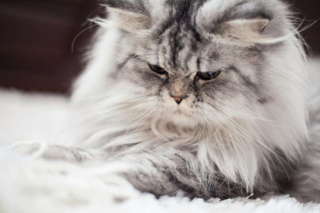 American Cat Breeds with Price