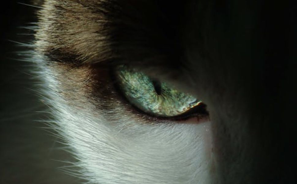 Cat Eye Infections: Causes, Symptoms, Treatment, and Prevention