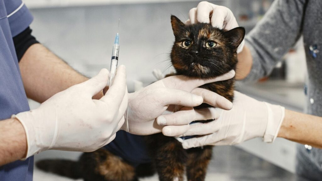 Cat Injections
