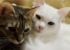 cat lover