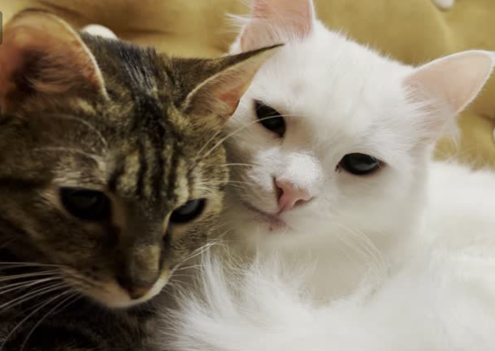 cat lover