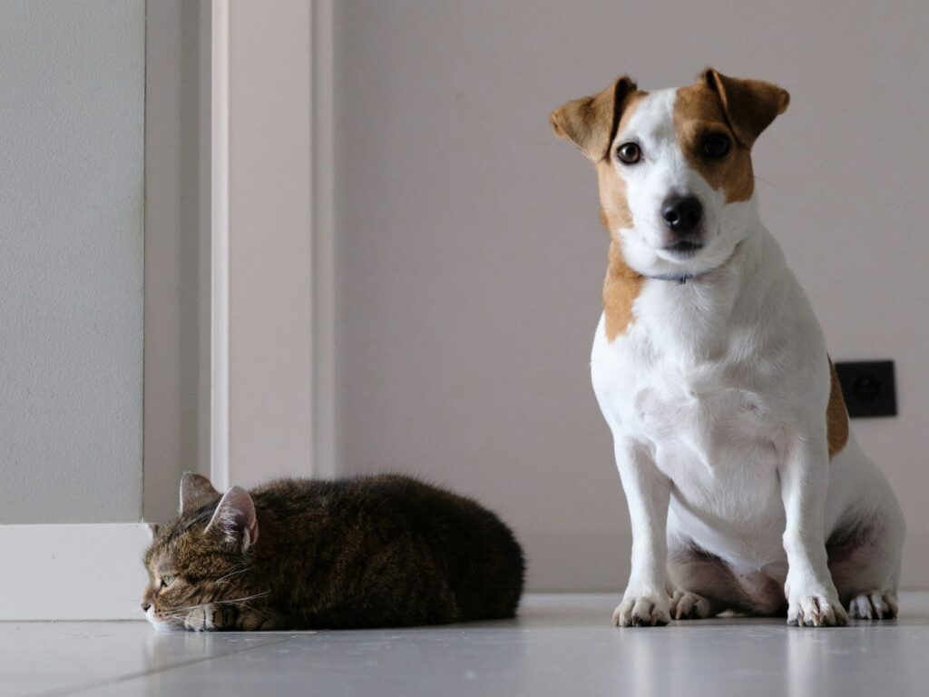 Breed Tips, Health Care