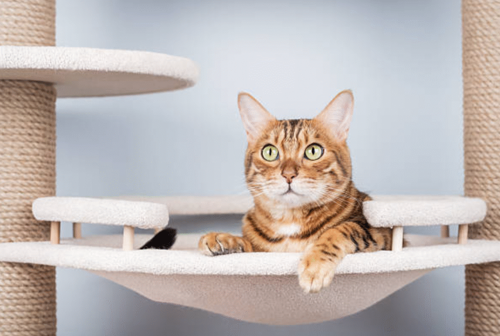 Cat Tree