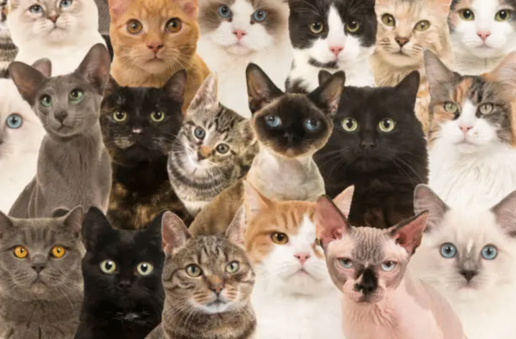 cat breeds