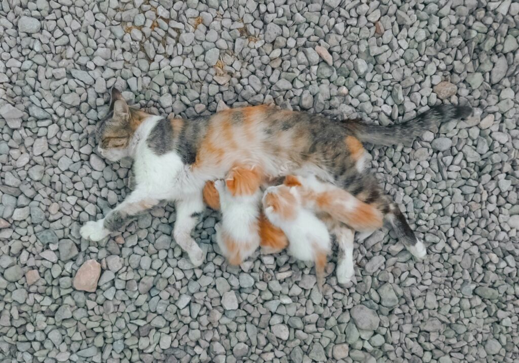Cat Pregnant