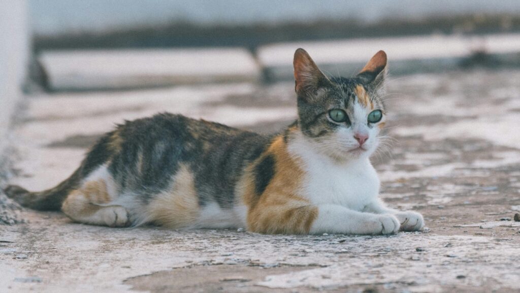 cat blindnesss