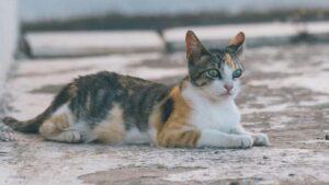 cat blindnesss