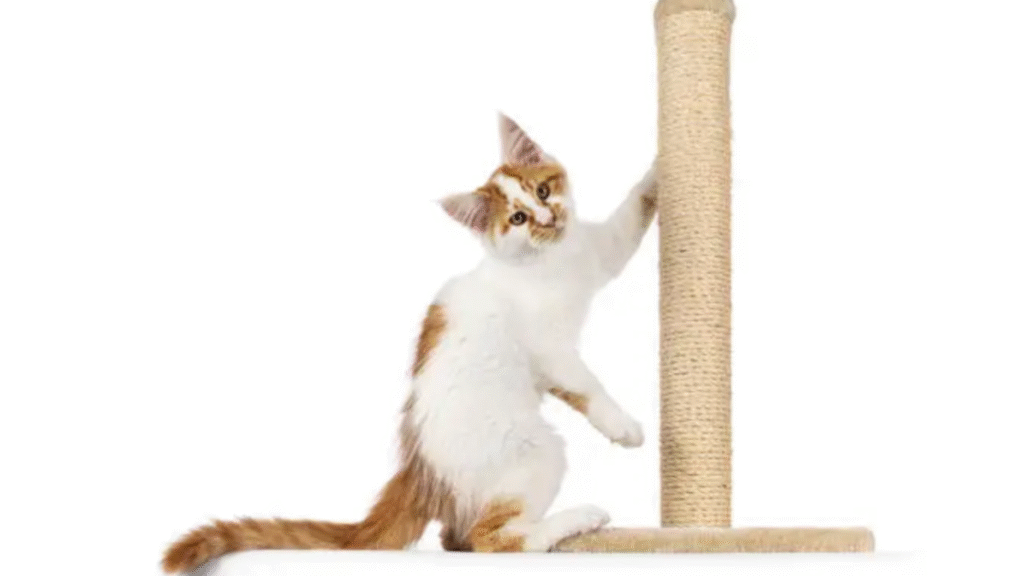 How to Stop a Cat from Scratching Furniture