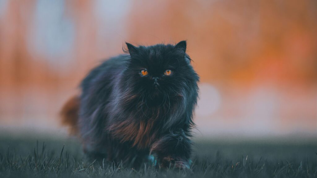 Top 10 Reasons Why Cats Are the Best Pets – A Cat Lover’s Guide