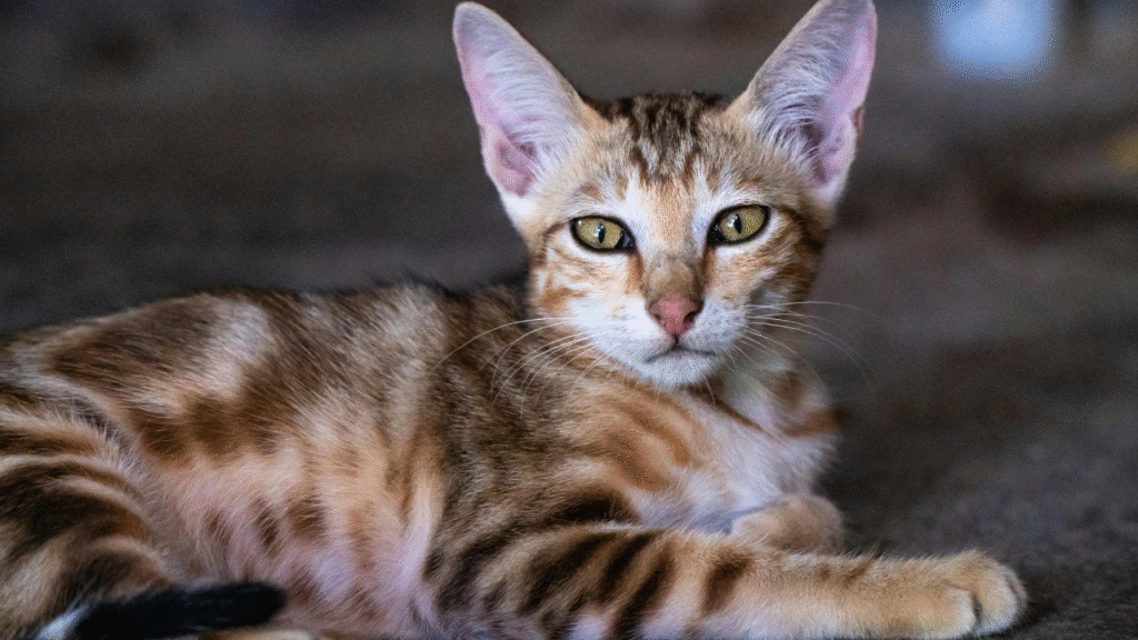 What Happens When You Crossbreed a Bengal Cat?