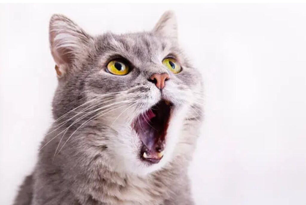 Why Is My Cat Meowing So Much?