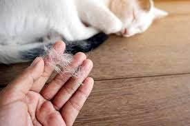 Why Is My Cat Shedding So Much Hair? Causes, Tips & Solutions