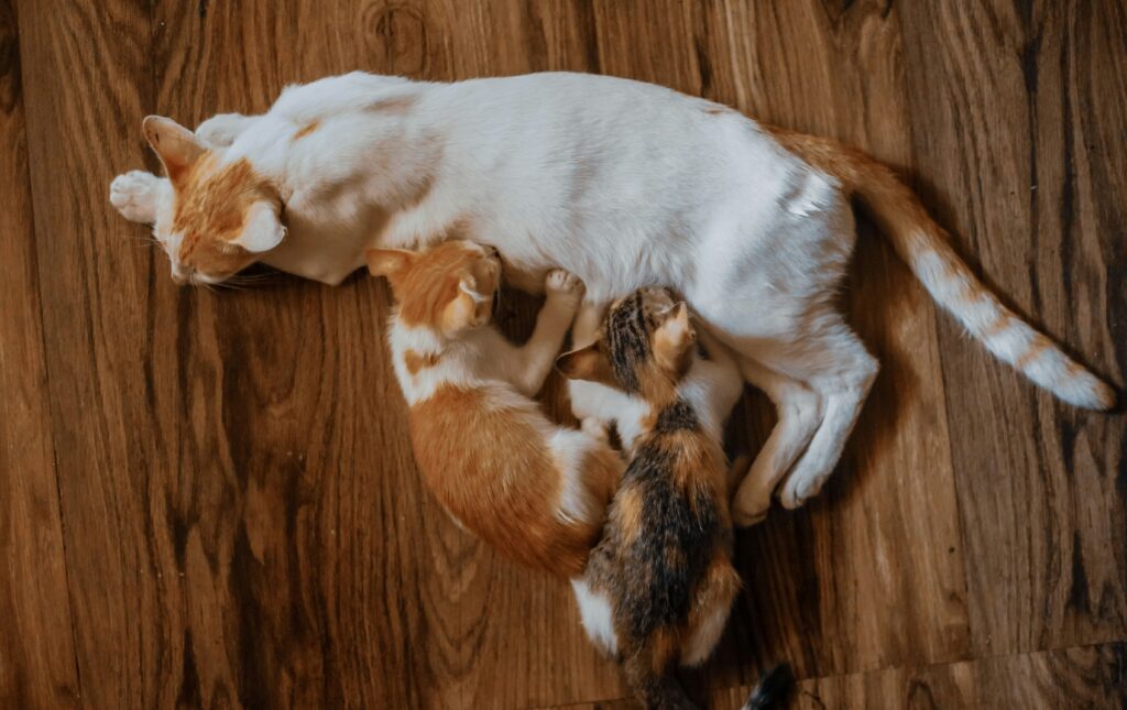 How Many Babies Do Cats Give Birth to at Once?